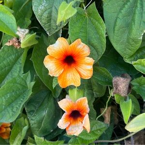 Meet your Posher, Miryam